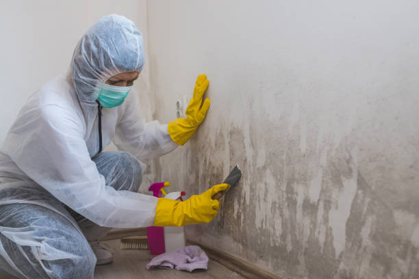 Mold Testing and Removal in Westwood, KY