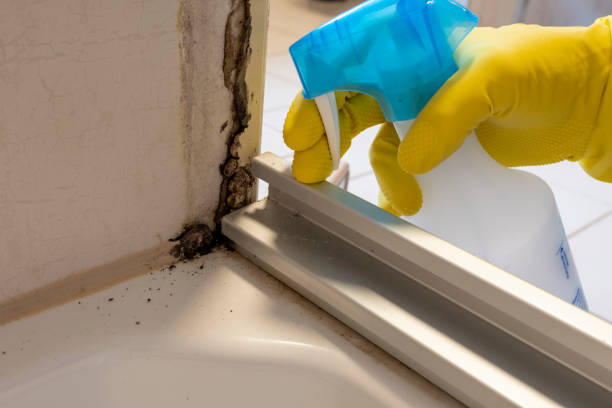 Best Residential Mold Removal  in Westwood, KY
