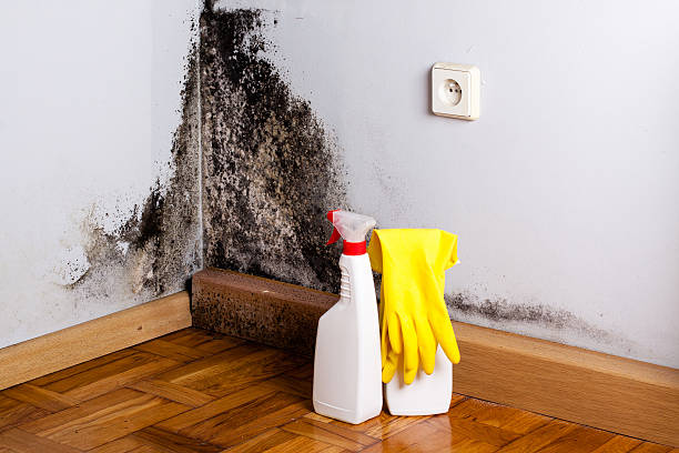Best Black Mold Removal  in Westwood, KY