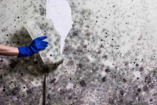Best Toxic Mold Removal  in Westwood, KY
